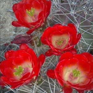 Meet your Posher, Alicia